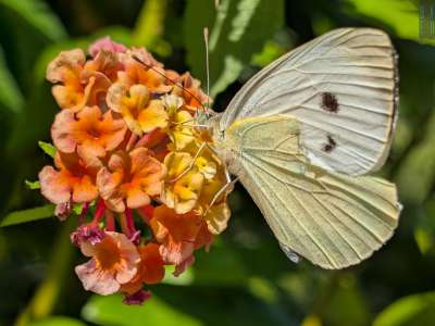 Il luogo si chiama cos� perch� qui sono presenti piante e fiori che attirano tante colorate farfalle, come ad esempio la cavolaia maggiore che fotografiamo mentre si nutre su un fiore di lantana